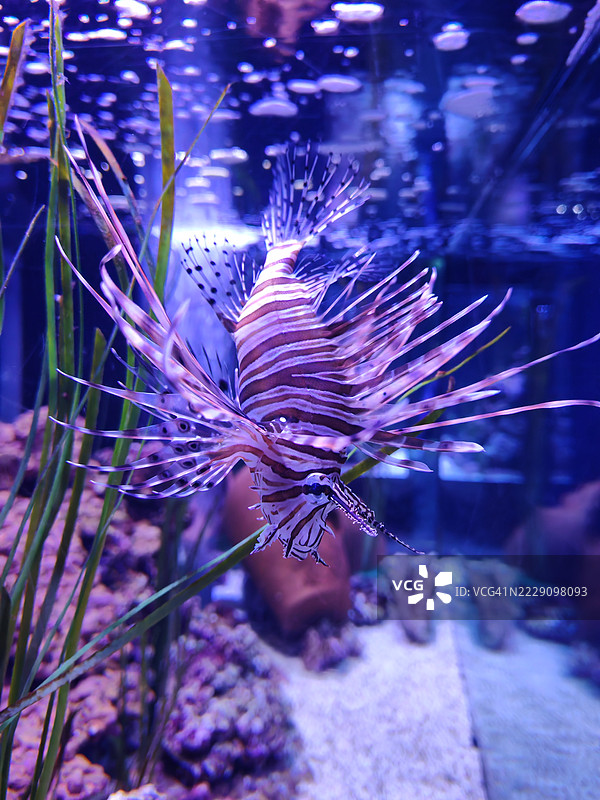 海洋中游动的狮子、蝎子、热带火焰、斑马、海葵、热带淡水斑马狮子、咸水鱼、虾虎鱼特写，布达佩斯，匈牙利图片素材