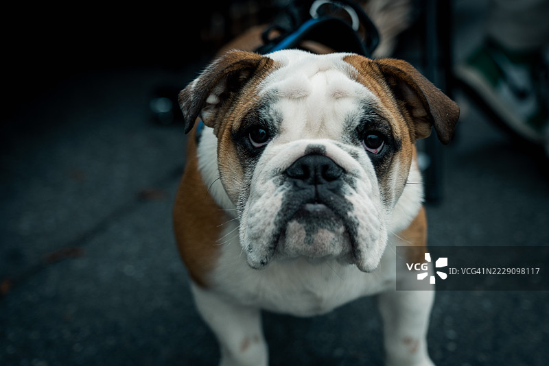 阿什维尔有许多门可以探索，北卡罗来纳州， 美国图片素材