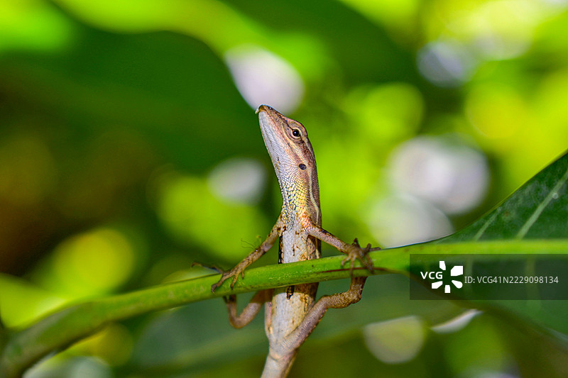 安诺尔蜥蜴在植物上的特写，哥伦比亚考卡图片素材