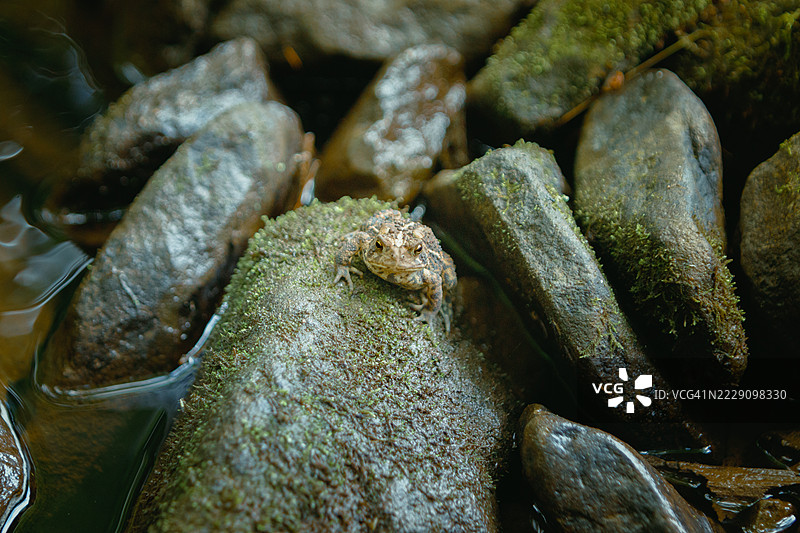 青蛙特写，弗雷德里克顿，新不伦瑞克，加拿大图片素材