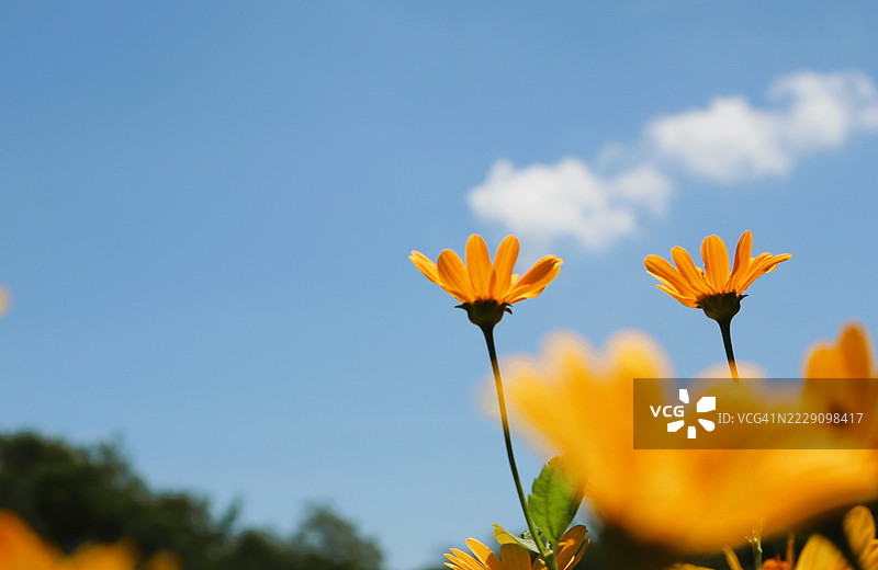 日本天空下的黄色开花植物特写图片素材