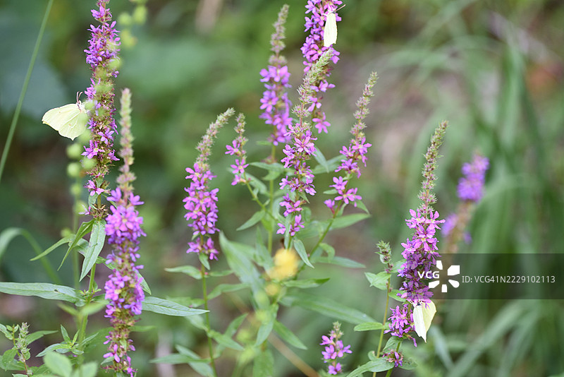 柳叶马鞭草与蝴蝶图片素材