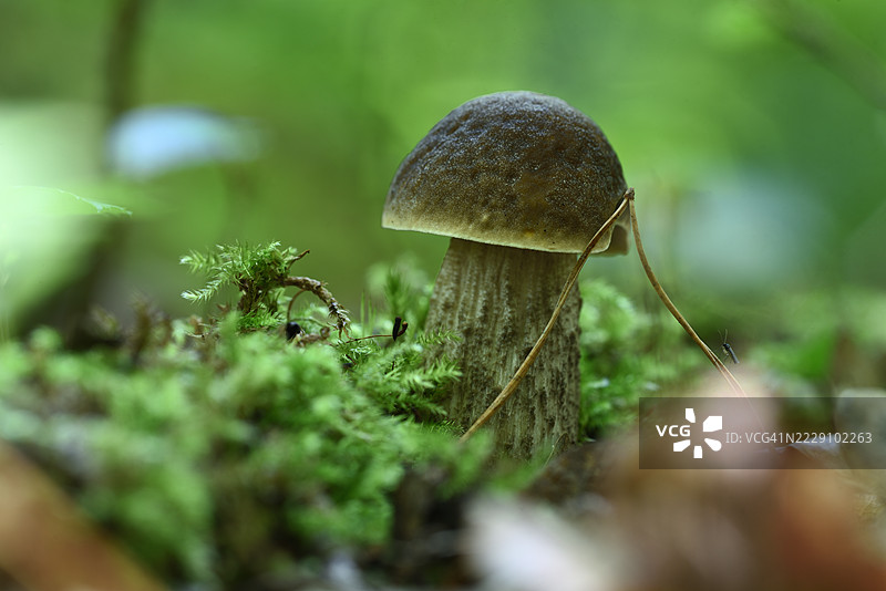 灰色牛肝菌图片素材