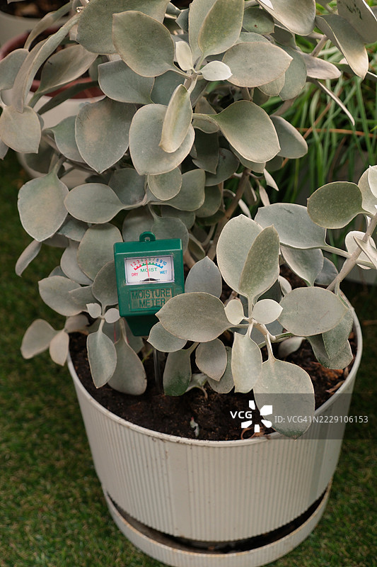 花园中植物盆栽内的湿度计俯视图。图片素材