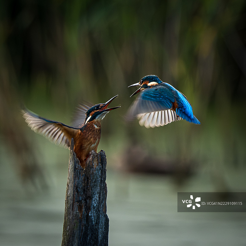 色彩斑斓的翠鸟栖息在池塘边的树桩上，另一只翠鸟在周围飞翔，莱斯特，英国图片素材