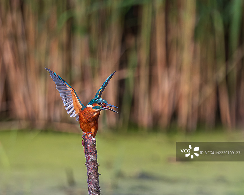 金色和蓝色的翠鸟在池塘水边的树桩上，翅膀张开，特写，莱斯特，英国图片素材