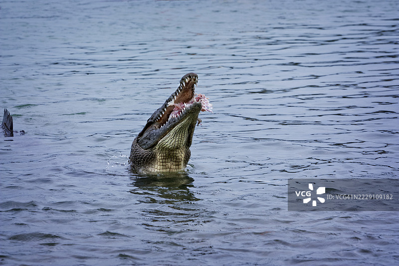 水中的年轻鳄鱼，伊斯拉莫拉达，佛罗里达州，美国图片素材