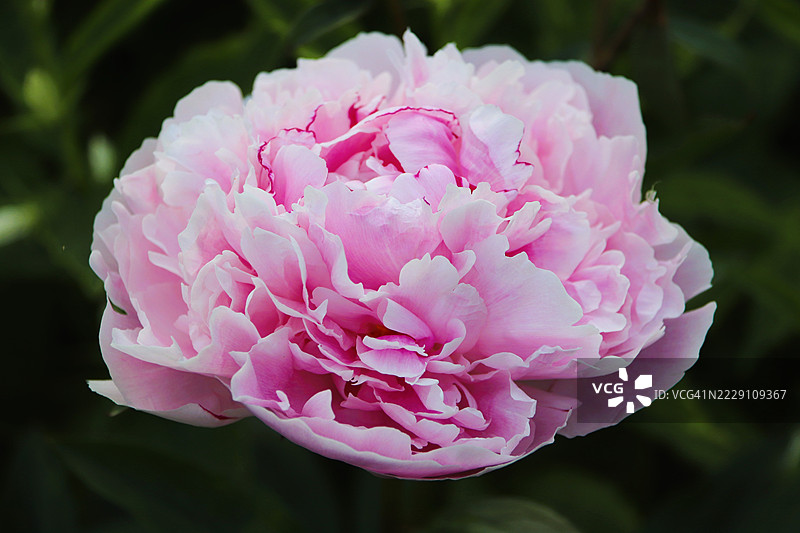 芬兰维拉特的粉色玫瑰特写图片素材