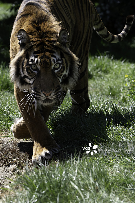 苏门答腊虎在田野上行走的特写，阿什福德，英国图片素材