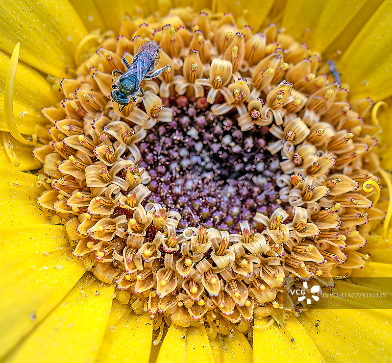 昆虫特写在黄色花朵上，亚利桑那州弗拉格斯塔夫，美国图片素材