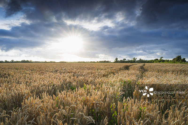 在荷兰泽兰省梅利斯克尔克，日落时分，开花的玉米与压迫感十足的威胁性云层相映成趣。图片素材