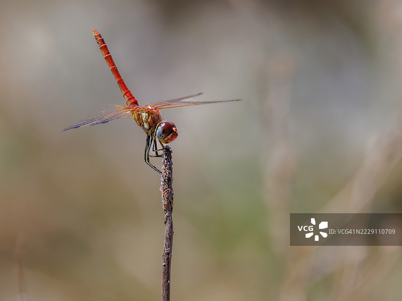 蜻蜓栖息在树枝上的特写，西班牙埃斯特雷马杜拉的阿罗约德拉卢斯图片素材