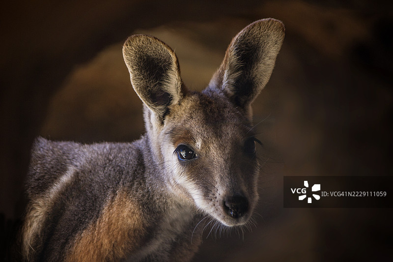 南澳大利亚的袋鼠特写图片素材