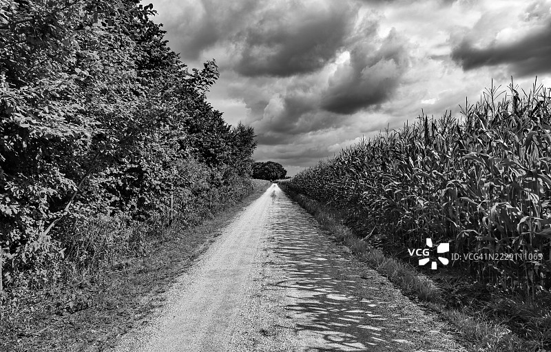 空旷的道路穿过树木和玉米田，背景是天空，凯耶恩堡，海尔德兰，荷兰图片素材