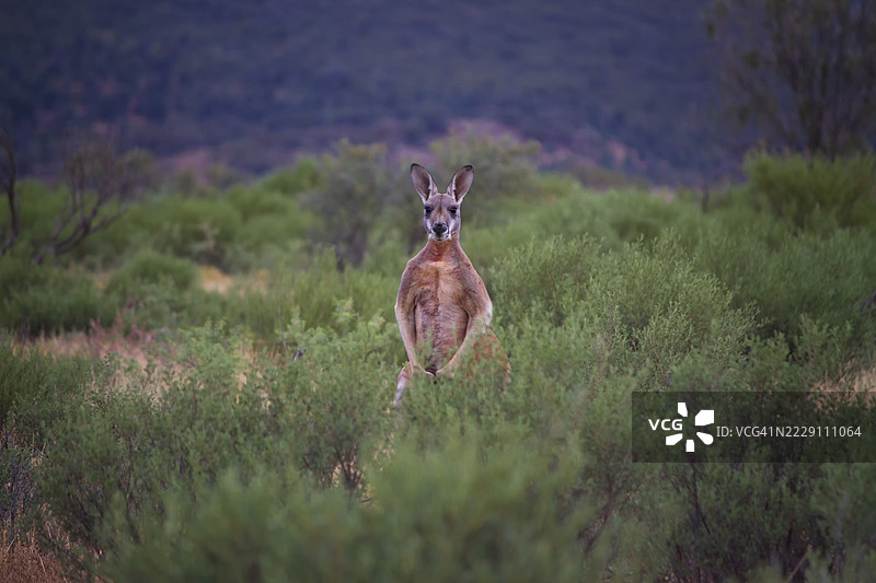 南澳大利亚田野上的鹿肖像图片素材