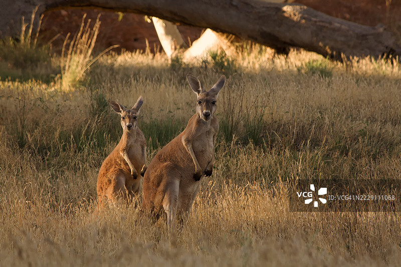南澳大利亚的田野上站着的鹿的肖像图片素材