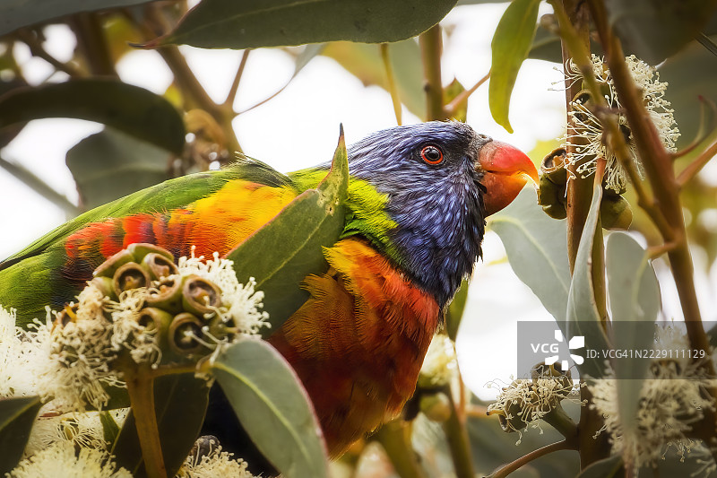 鹦鹉栖息在树上的特写，南澳大利亚州波特林肯图片素材