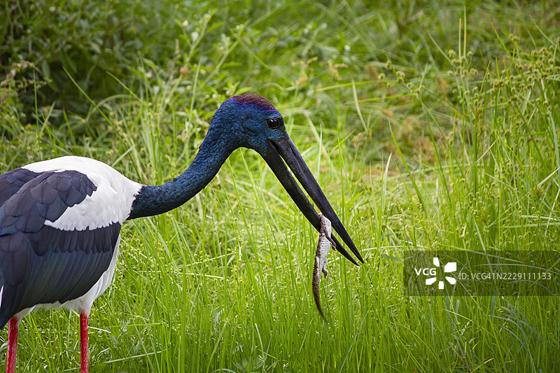 白鹳栖息在草地上的特写，库努纳拉，西澳大利亚，澳大利亚图片素材