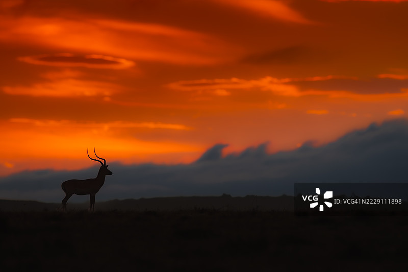 在橙色天空下，站在田野上的鹿的剪影，纳罗克，肯尼亚图片素材