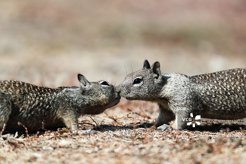 加州山景市的松鼠特写图片素材