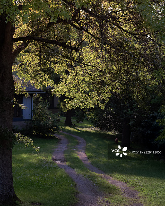 美国肯塔基州列克星敦公园里的树木图片素材