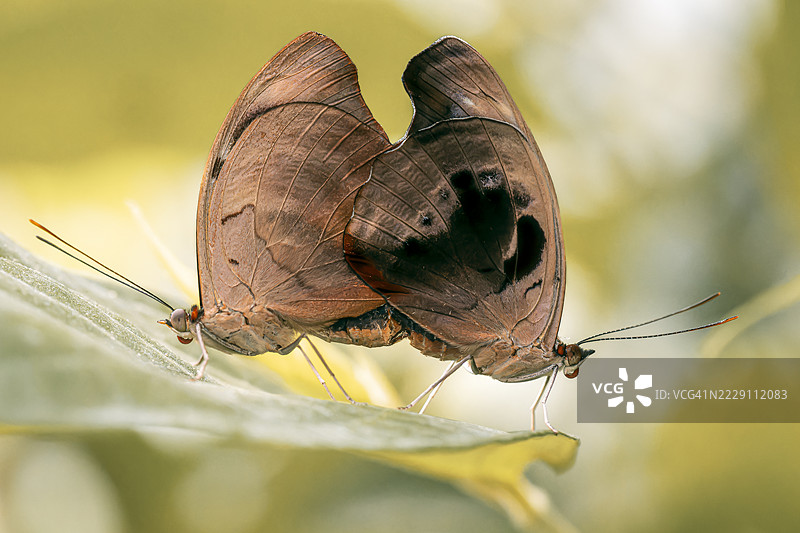 叶子上的蝴蝶特写，凯尔策斯，弗赖堡，瑞士图片素材