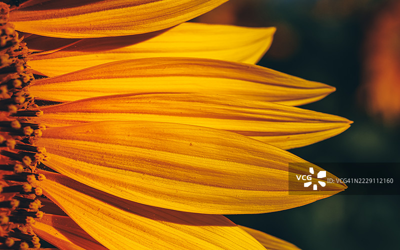 奥地利的黄色花朵特写图片素材