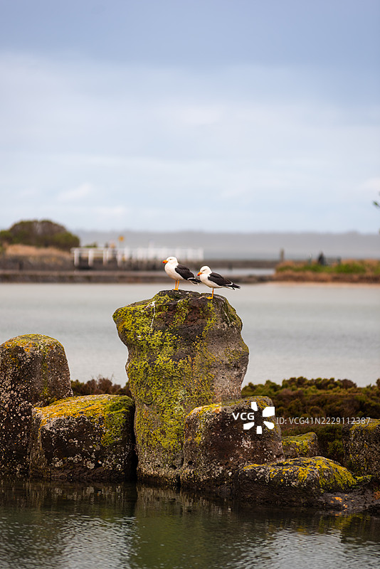 在澳大利亚维多利亚州波特费里格里菲斯岛的波特费里海岸保护区，两只海鸥栖息在岩石上的特写镜头图片素材