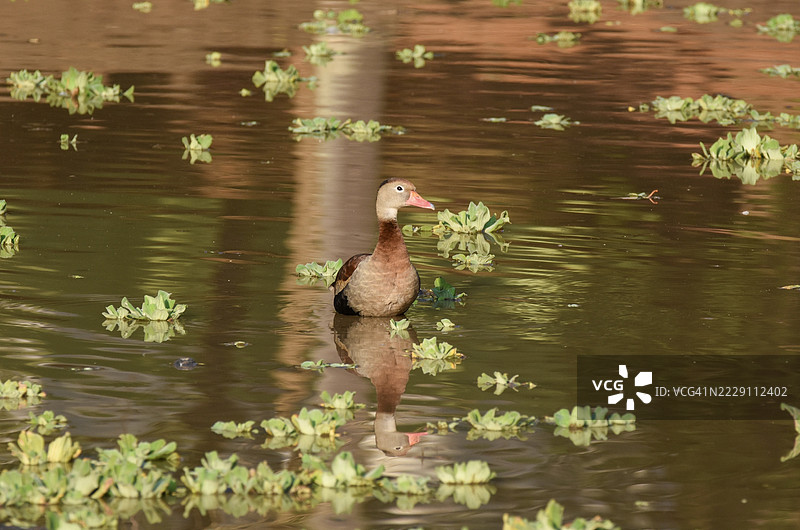 高角度视图的鸭子在湖中游泳，坎皮纳斯，圣保罗，巴西图片素材