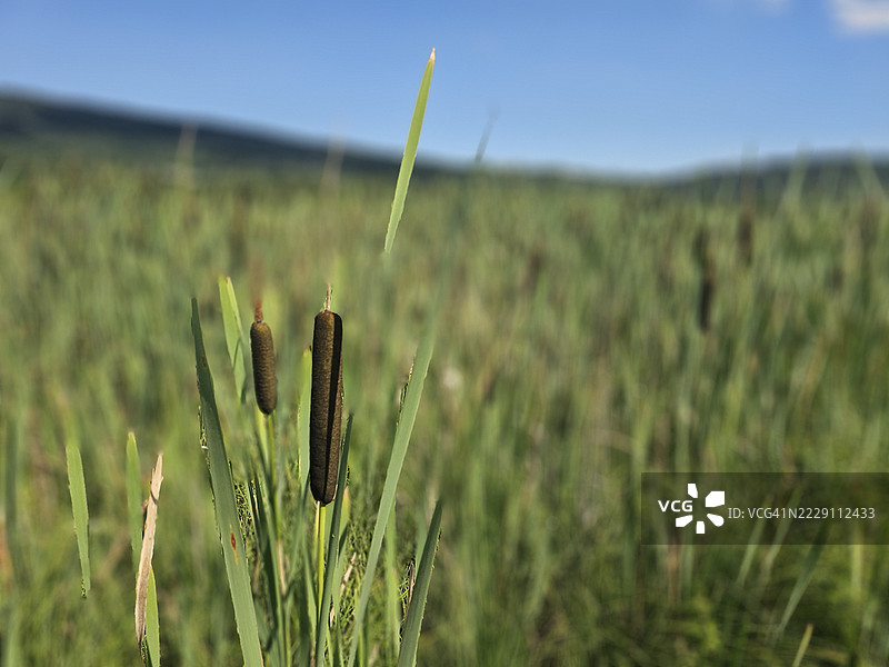 法国阿尔卑斯地区天空下的农田作物特写图片素材