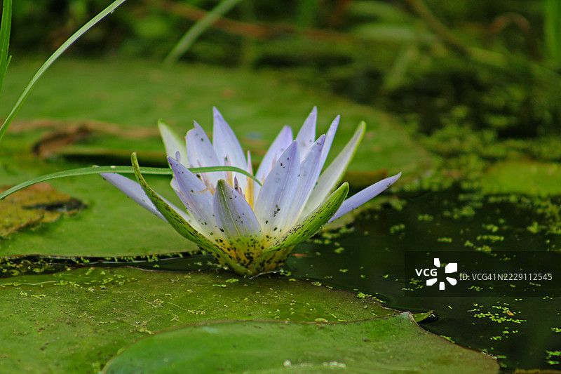 巴西苏扎诺湖中的睡莲特写图片素材