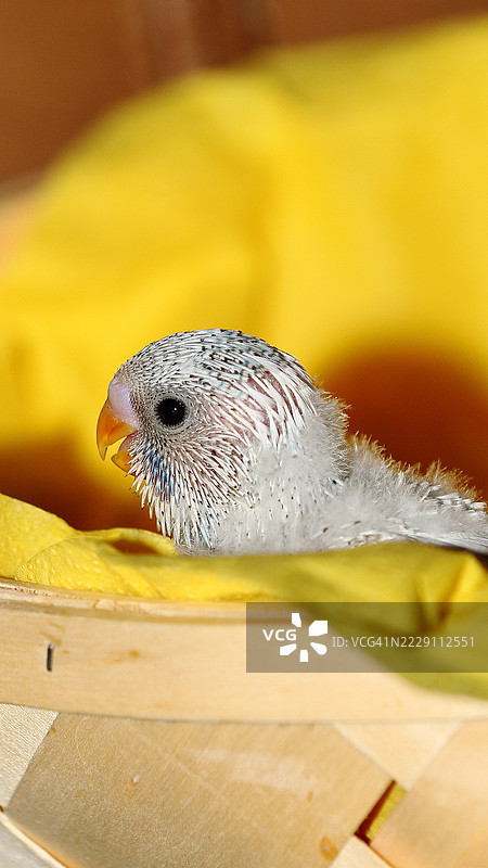 鹦鹉特写，希尔德斯海姆，尼德萨克森，德国图片素材