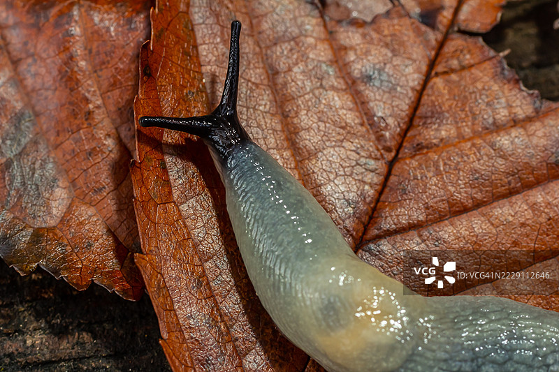 澳大利亚鸟类特写图片素材