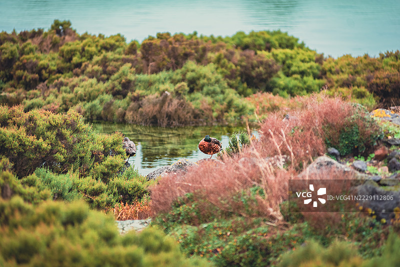 湿地中的水鸟在细雨绵绵的日子，澳大利亚维多利亚州波特费里港格里菲斯岛波特费里海岸保护区图片素材