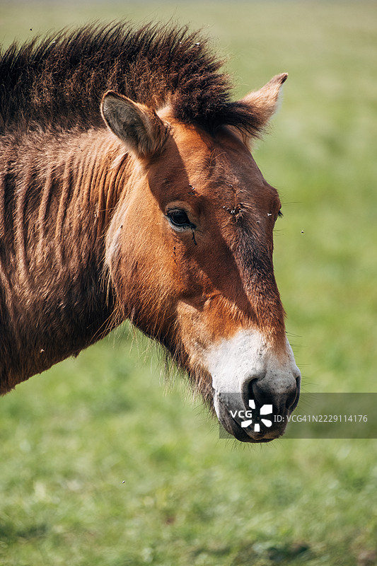 2024年5月11日，奥伦堡保护区，两匹普氏野马在田野中并肩行走图片素材