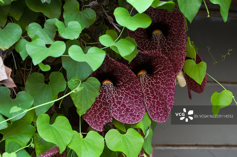 特写镜头下异国情调的巨花马兜铃，深红色带脉络的花瓣，周围环绕着心形绿叶，热带葱郁的枝叶和独特的自然日照下的花卉图案，以色列图片素材