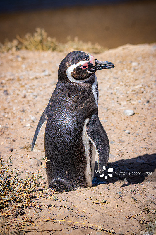 阿根廷丘布特省普埃尔托·马德林海滩上沙子上的企鹅特写图片素材