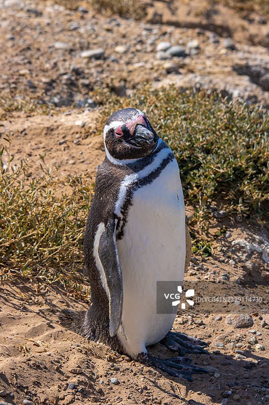 在阿根廷丘布特省普埃尔托·马德林的田野上，近距离拍摄的傻瓜企鹅。图片素材