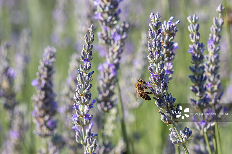 蜜蜂在薰衣草上授粉的特写，斯塔吉拉，中央马其顿，希腊图片素材