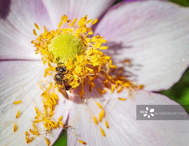 蜜蜂在黄色花朵上的特写，米尔顿凯恩斯，英国图片素材