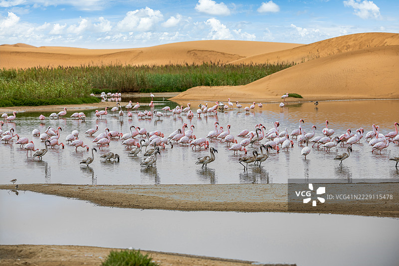 纳米比亚瓦尔维斯湾的鸟类天堂中的火烈鸟图片素材