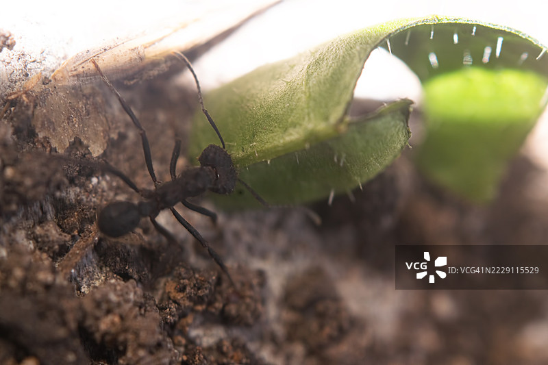 阿根廷蚂蚁正在将树叶搬回蚁丘，圣克拉拉德尔马，布宜诺斯艾利斯省，阿根廷图片素材