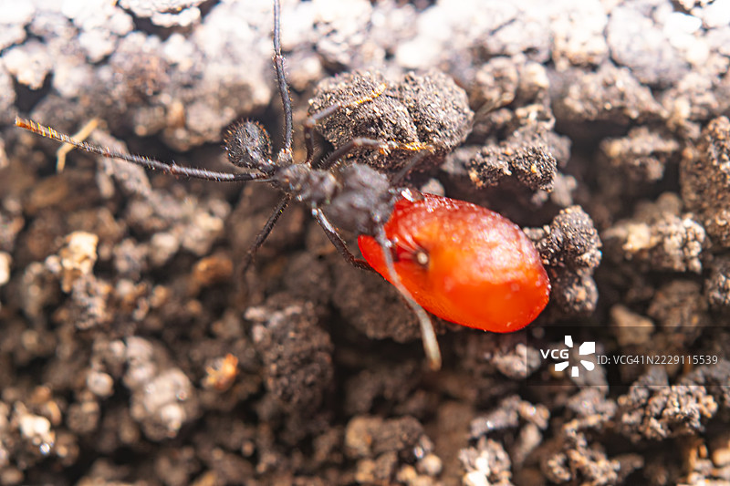 阿根廷蚂蚁正在将种子带回蚁丘，布宜诺斯艾利斯省，圣克拉拉德尔马尔图片素材