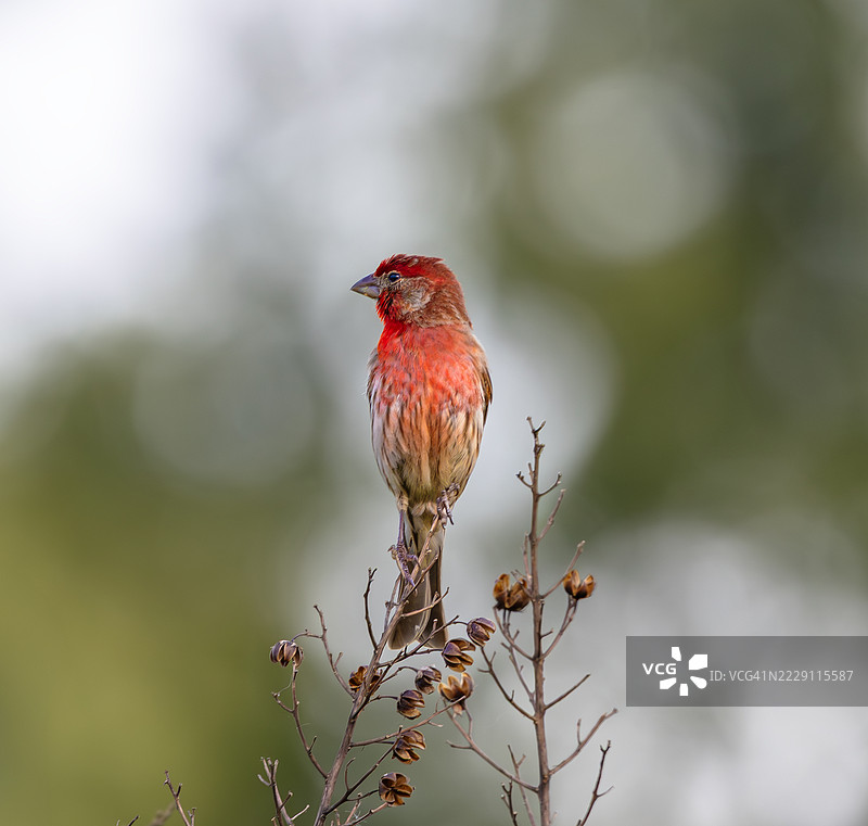 雀鸟栖息在植物上的特写，肯塔基州列克星敦，美国图片素材