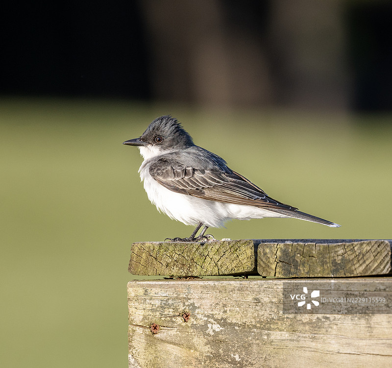 栖息在木头上的鸣禽特写，肯塔基州列克星敦，美国图片素材