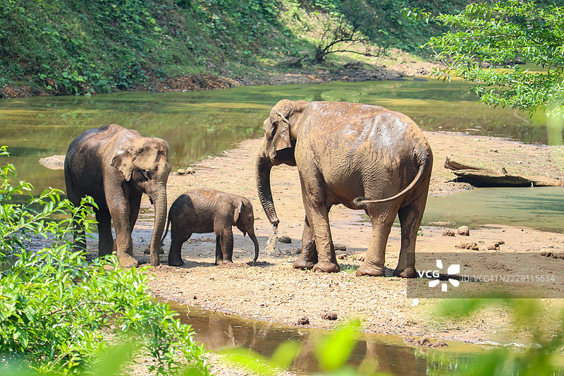 两头大象在印度喀拉拉邦的一条河里图片素材