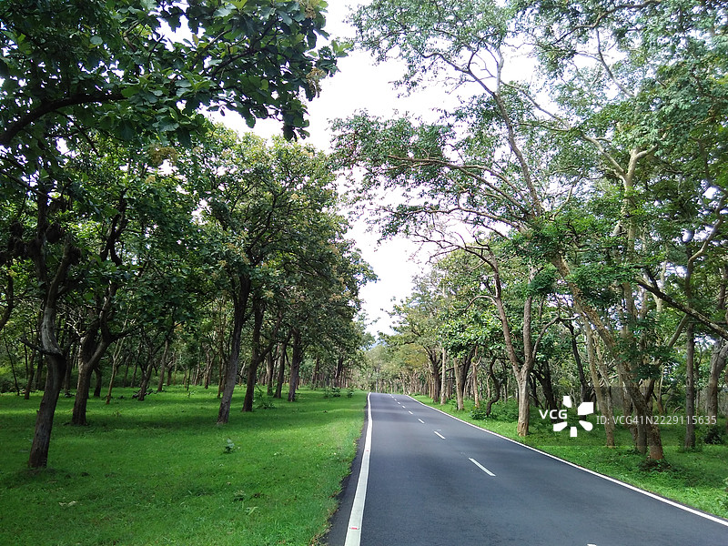 森林中树木环绕的空旷道路，古达卢尔，泰米尔纳德邦，印度图片素材