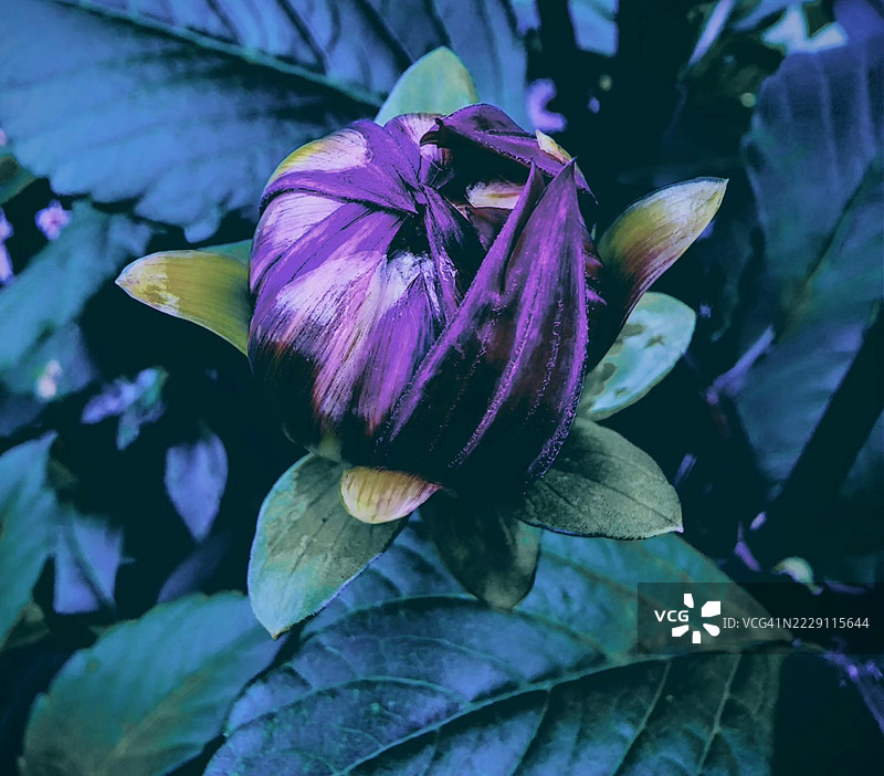 南卡罗来纳州的紫色花朵特写图片素材