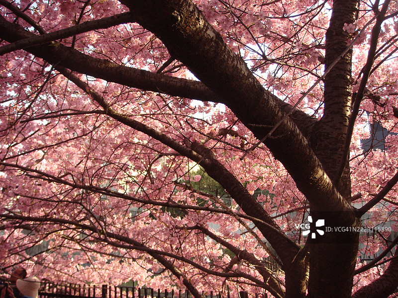 低角度视图的樱花树，日本图片素材