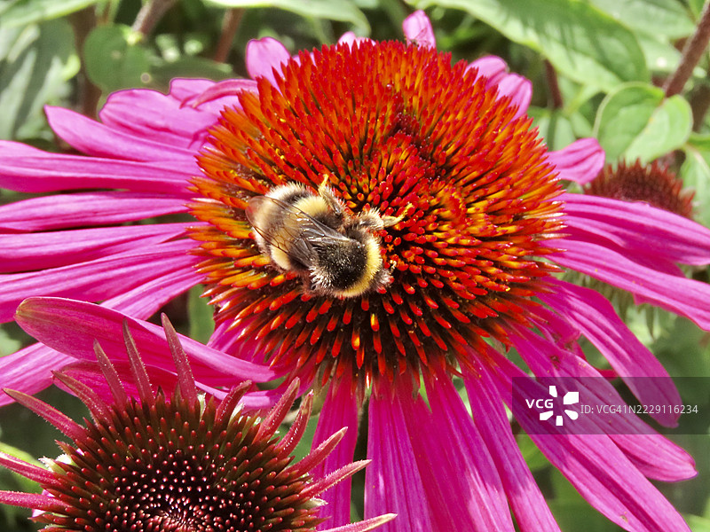 粉色花朵上的蜜蜂特写，卡尔沙尔顿，英国图片素材